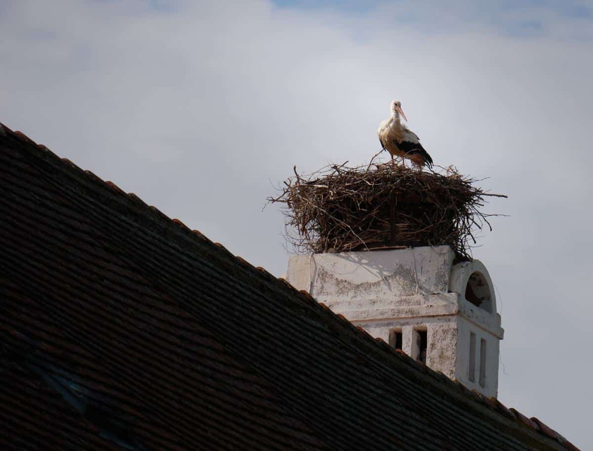 Storch In Frauenkirchen Am Neusiedler See