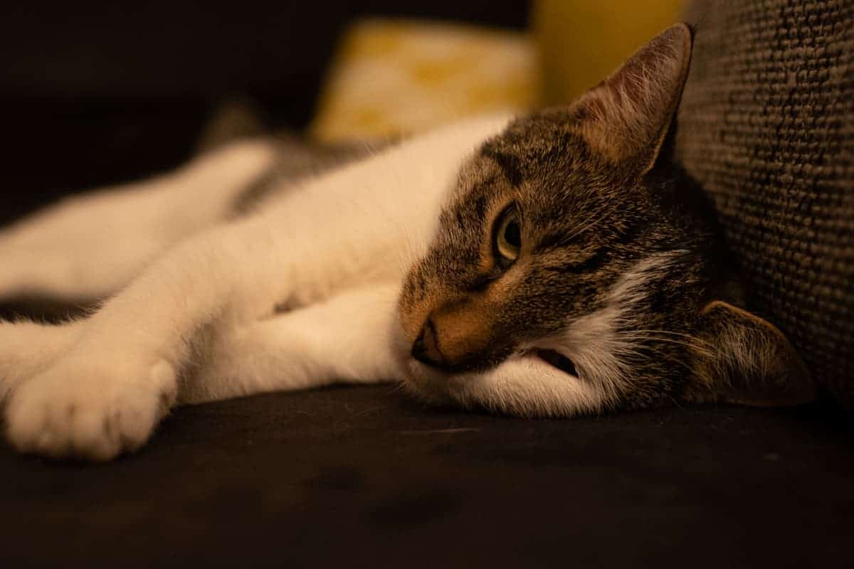 House Sitting Für Katze