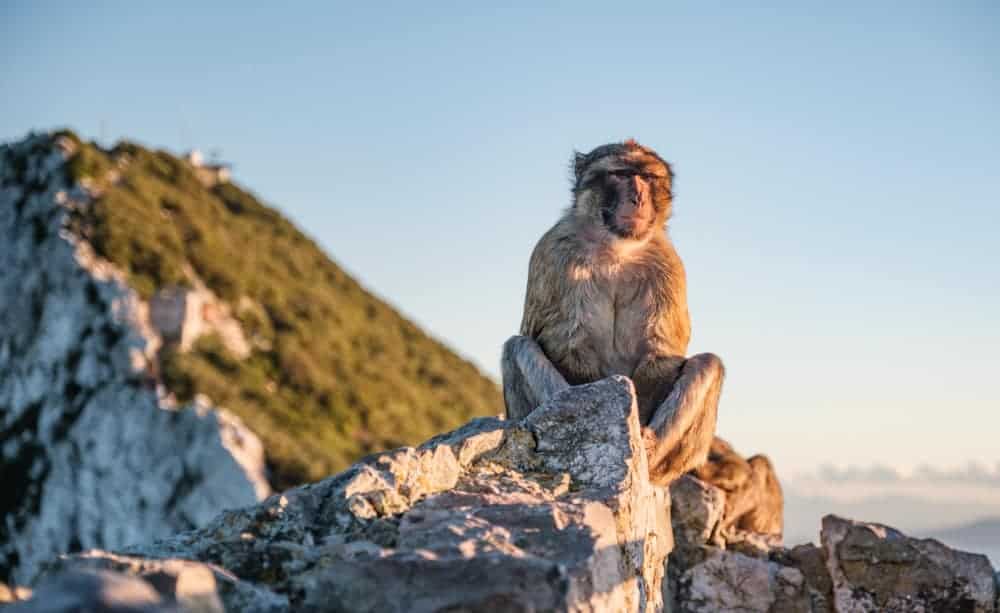 Affe In Gibraltar
