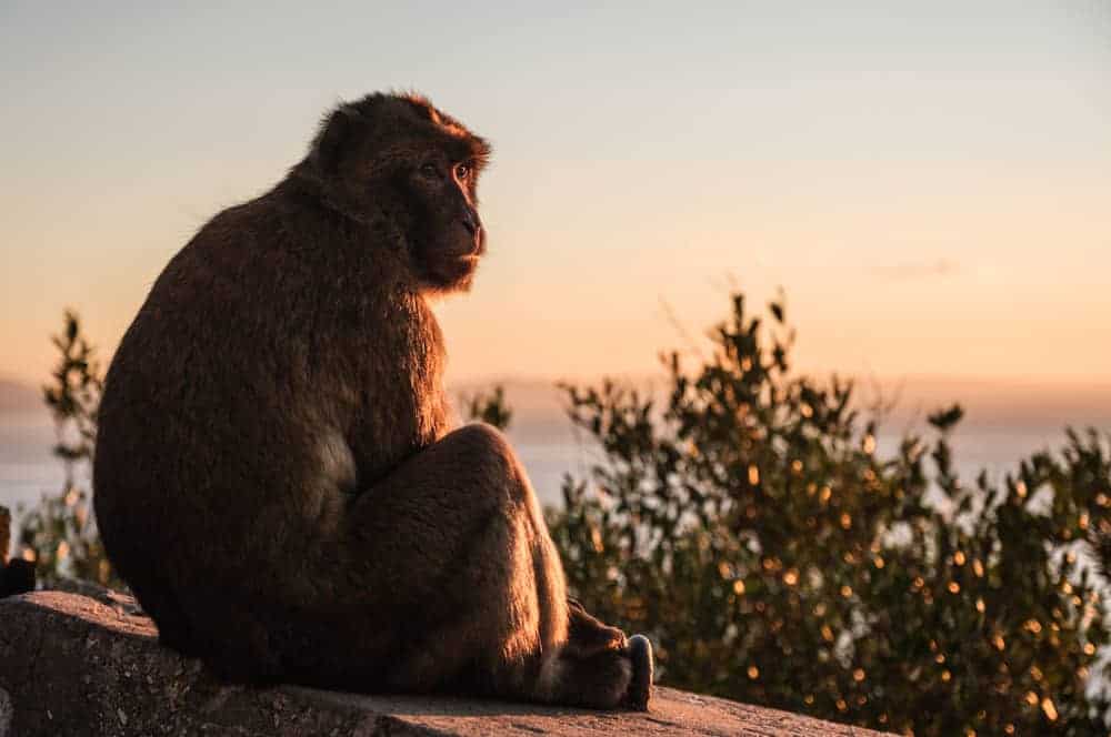 Affe In Gibraltar
