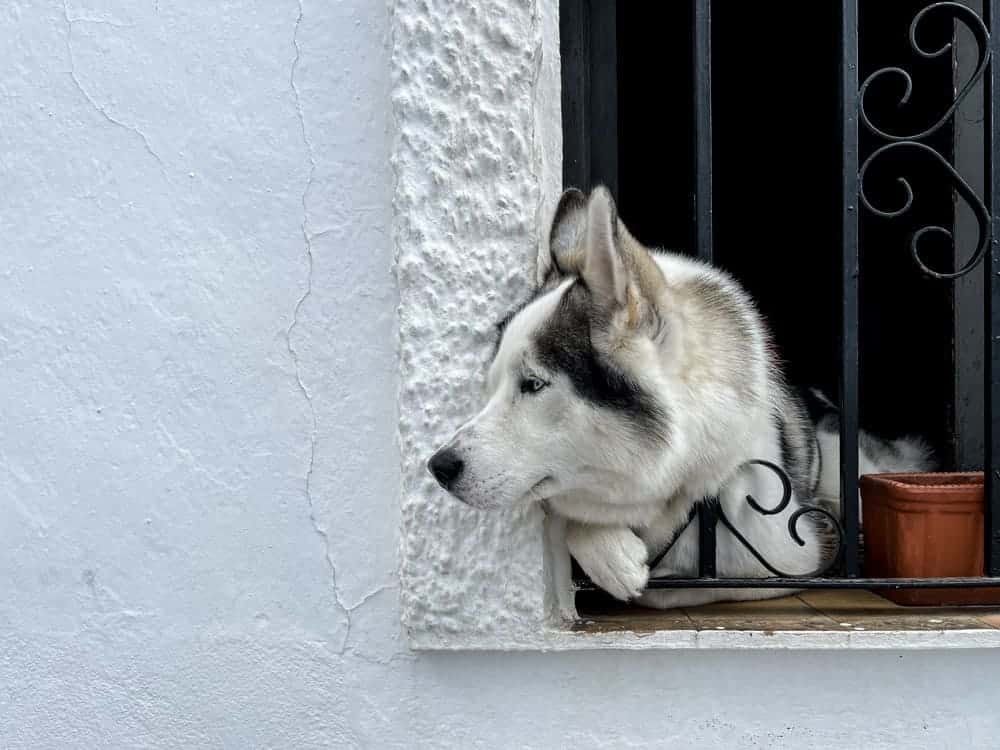 Ein Husky Blickt Aus Einem Fenster