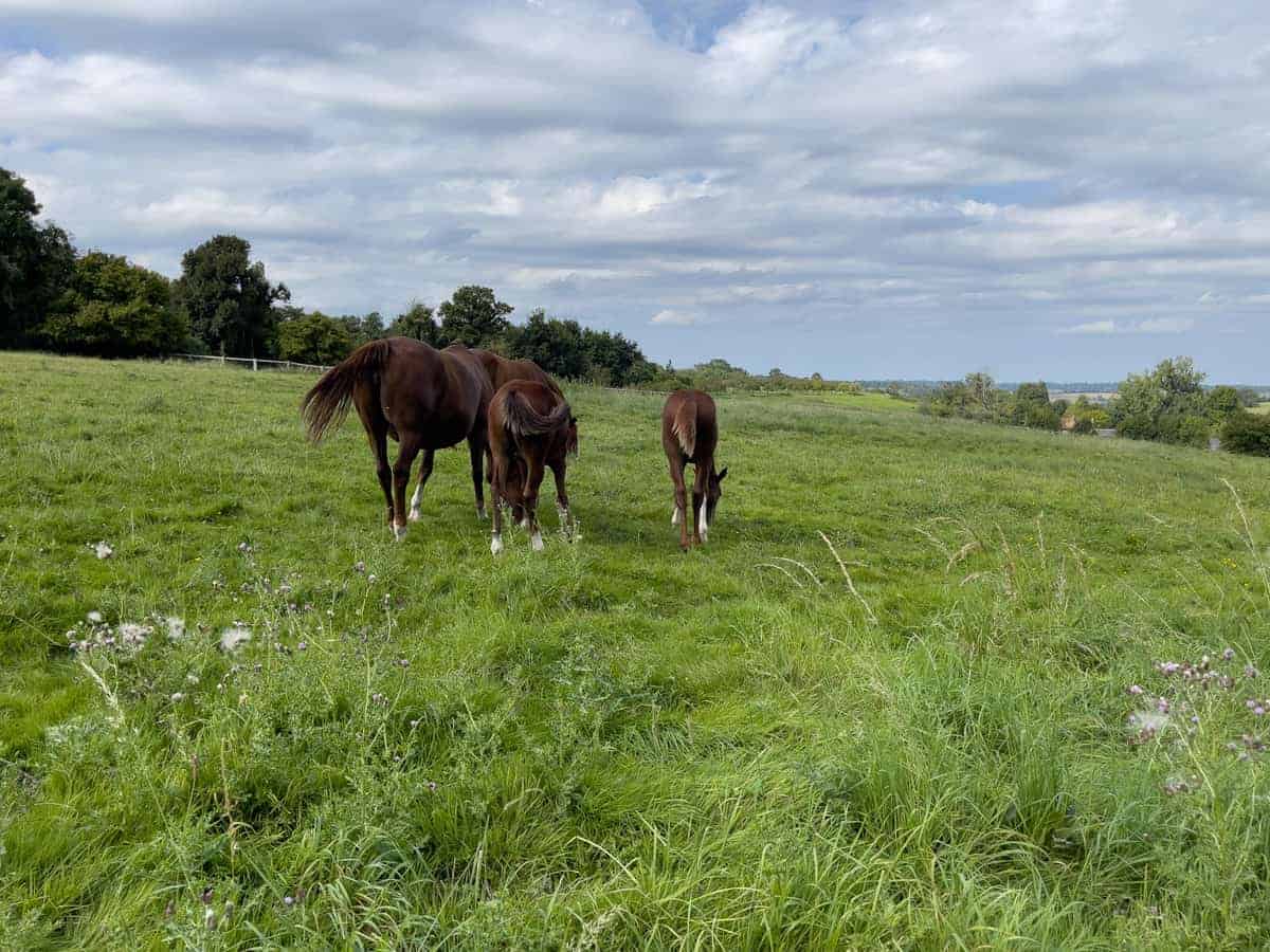 Idyllische Normandie Im Pays D'Auge