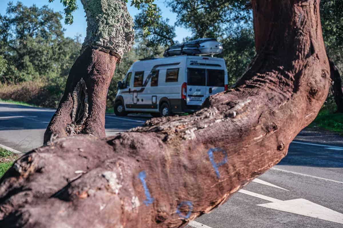 Korkeichen: In Portugal St&Auml;Ndig Zu Sehen