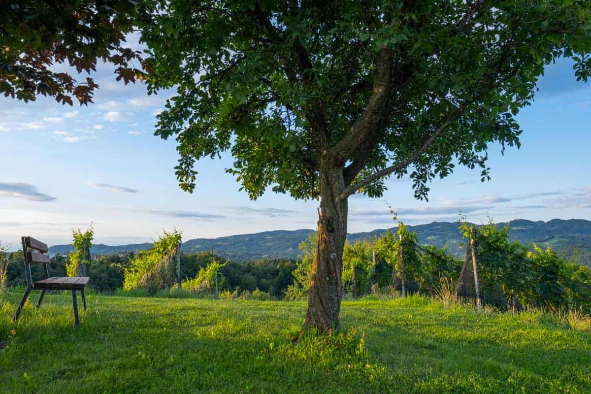 Idylle Imi Weingarten