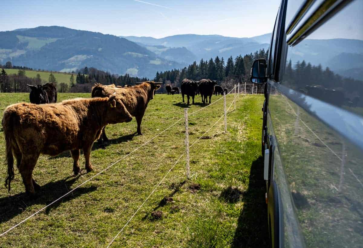 Wohnmobil Parkt Neben Kuhweide