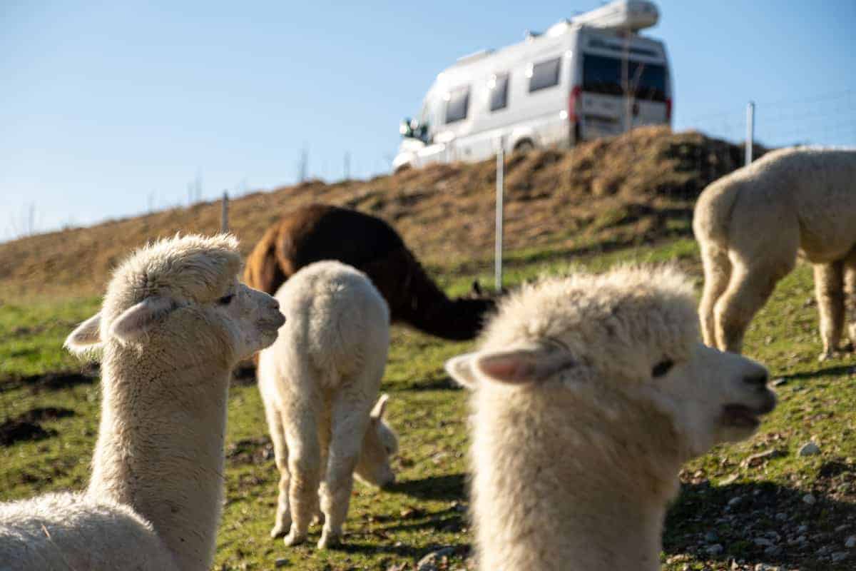 Stellplatz Am Alpakahof 1