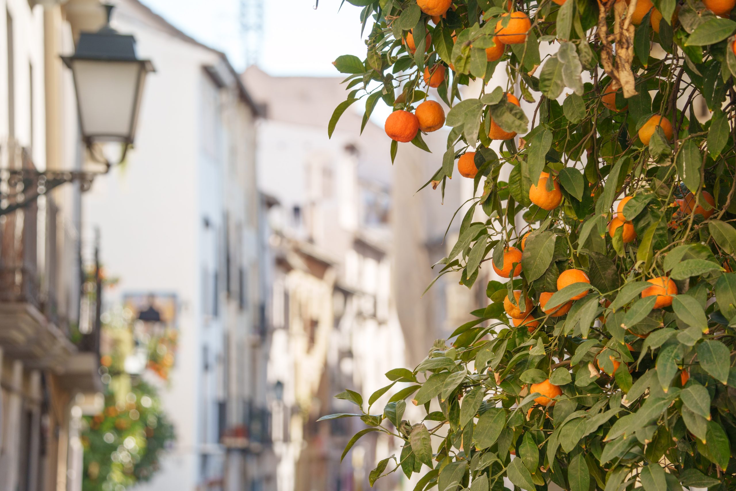 Orangen und weiße Häuser in Andalusien Orangen und weiße Häuser in Andalusien