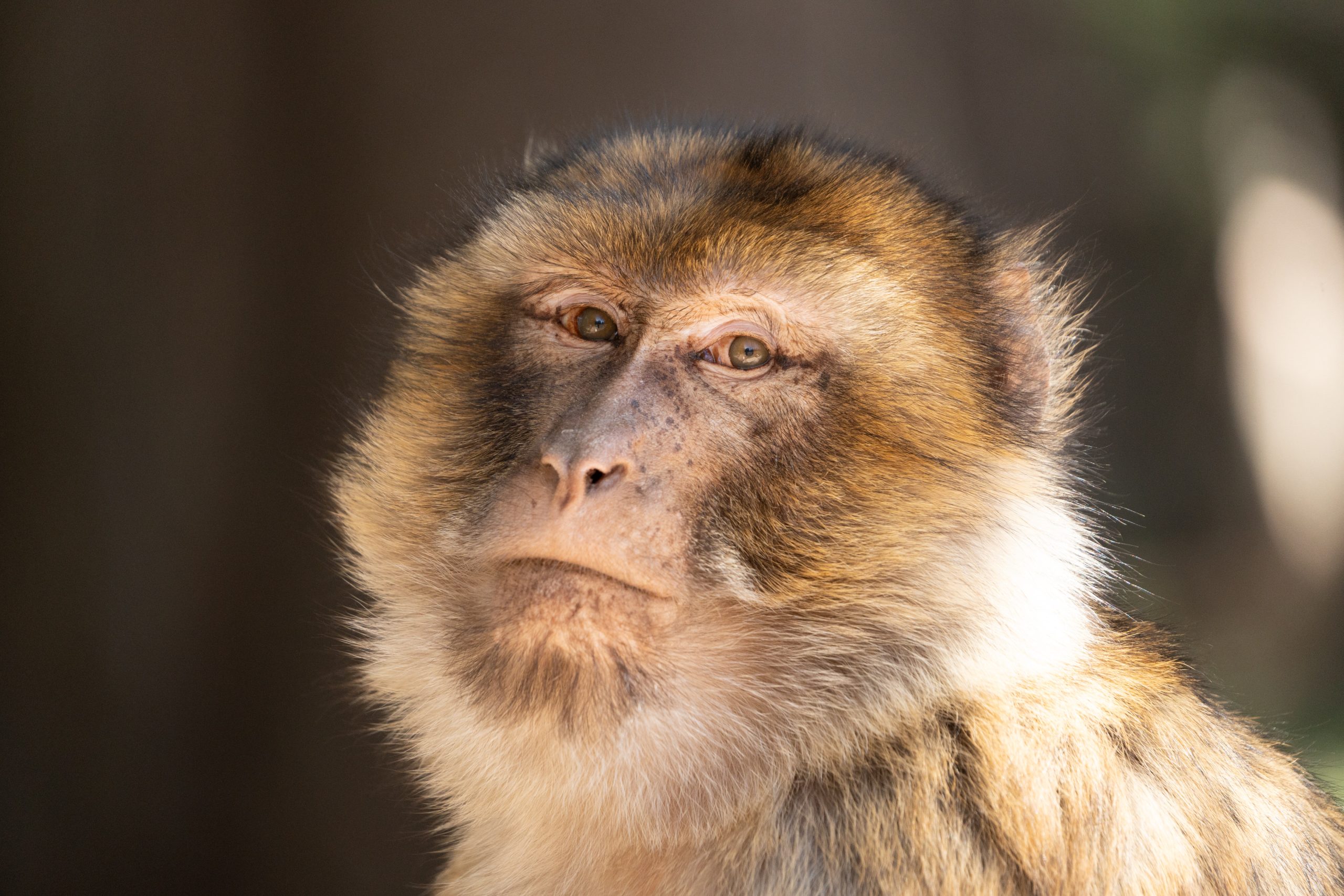 Berberaffe bei Ifrane, Marokko Berberaffe bei Ifrane, Marokko