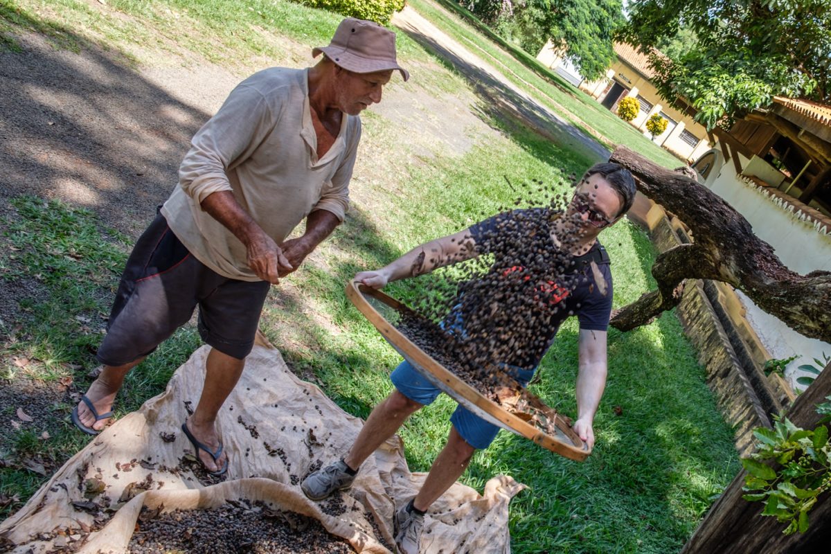 Ich Beim Kaffee-Sieben In Brasilien