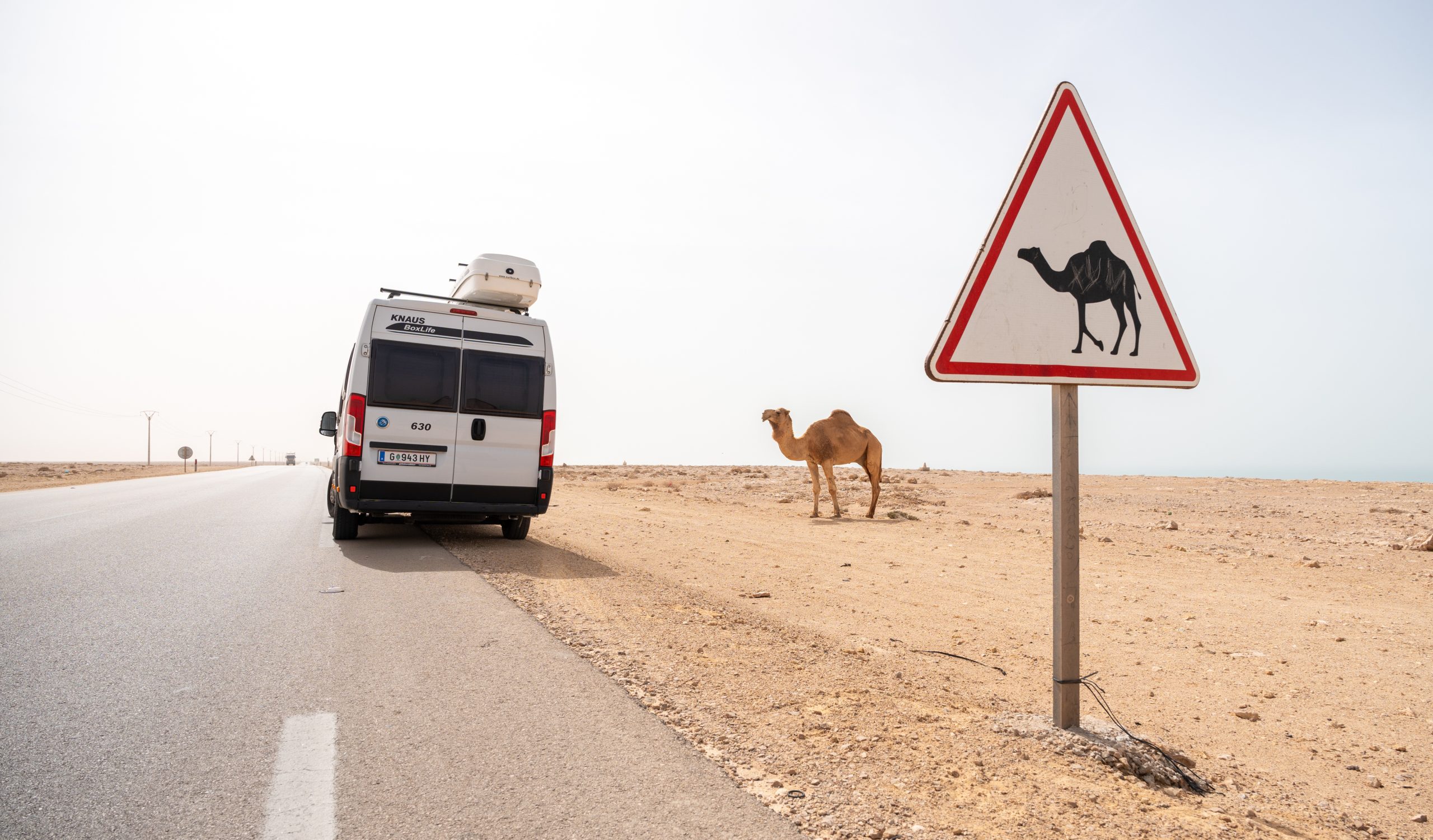 Ein Kamel posiert vor Kamel-Warnschild in der Westsahara Ein Kamel posiert vor Kamel-Warnschild in der Westsahara