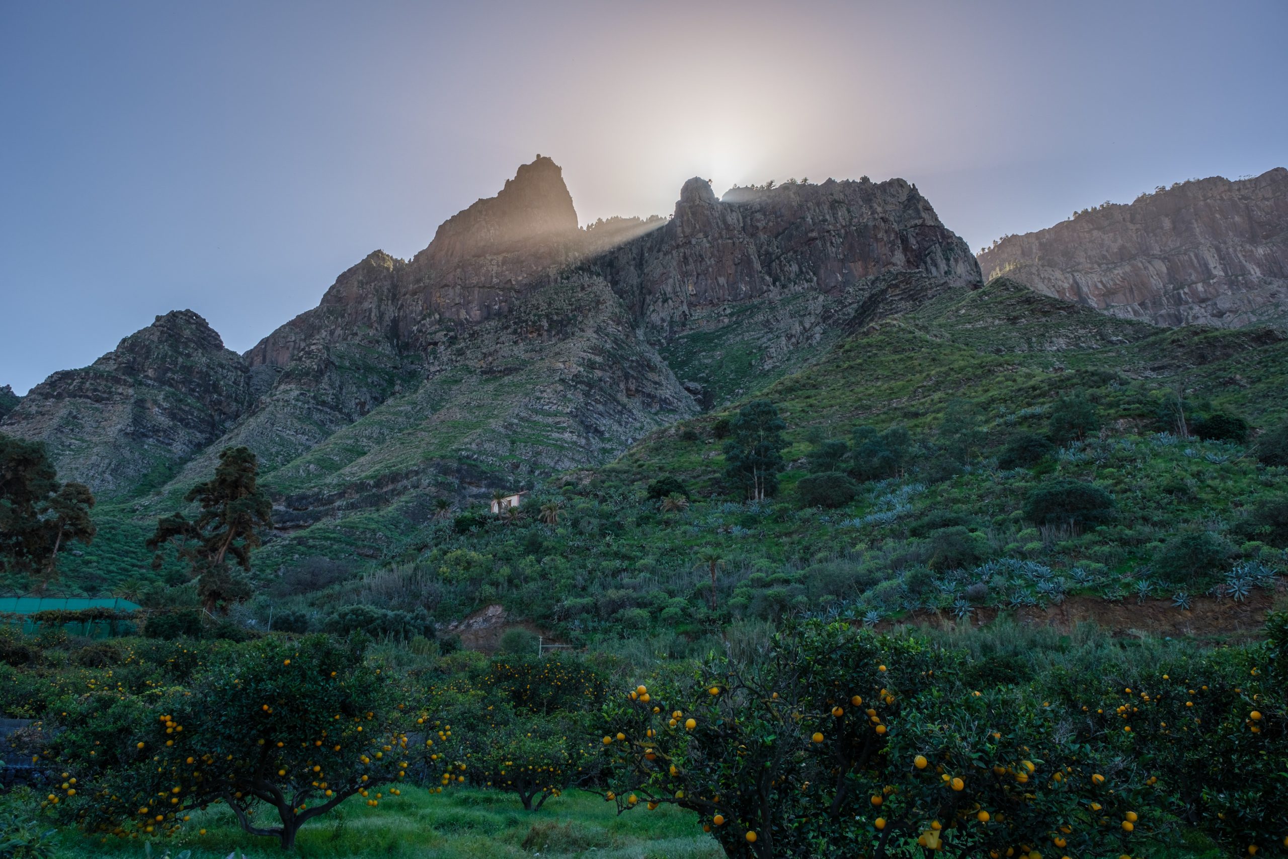 Orangen- und Kaffeeplantagen auf Gran Canaria Orangen- und Kaffeeplantagen auf Gran Canaria
