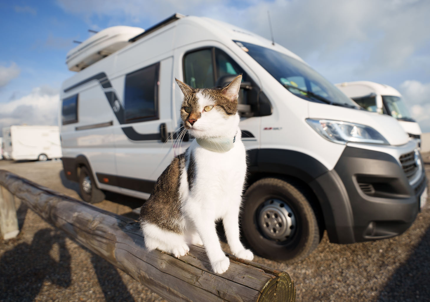 Katze Ruby Vorm Wohnmobil