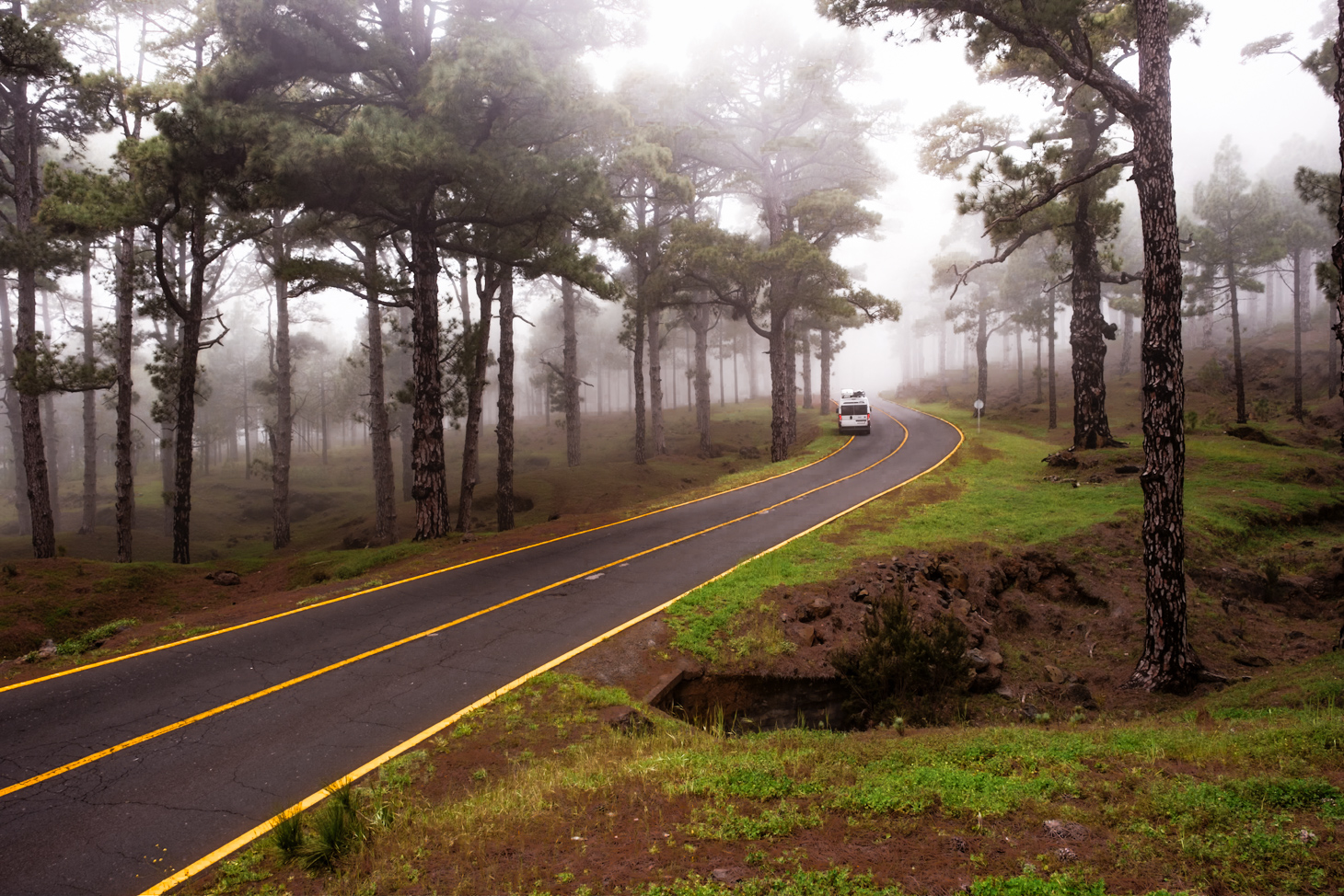 Nebel Im Nadelwald Auf El Hierro