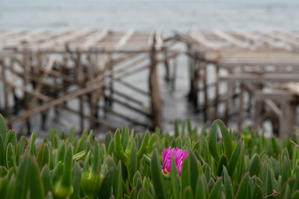 Faehre Civitavecchia Barcelona 4