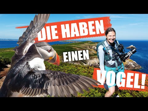 Unerwünscht Bei Den Puffins Auf Saltee Island?